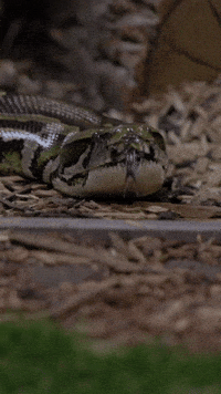 Burmese Python Snake GIF by Valley Zoo Development Society