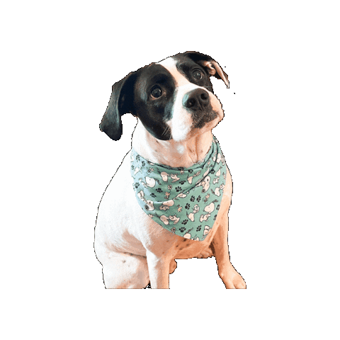 Boo Sticker by Geekster Pets