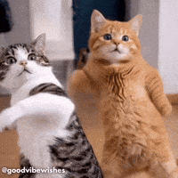 Cats Dancing GIF