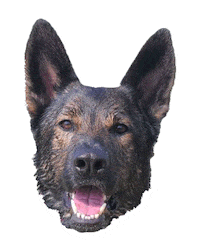 Wild At Heart Sticker by Red Beard