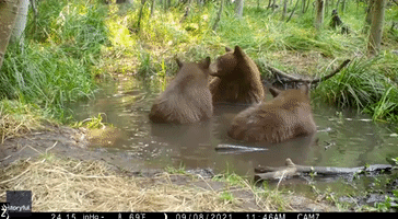 Bear Family Enjoy Quick Dip in Lake Tahoe Pond After Surviving Caldor Fire