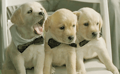 Puppies GIF