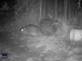 Trail Camera Catches Variety of Wildlife Using Wombat Gate at Tasmania Property