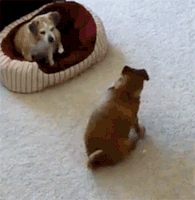Dog Spot GIF