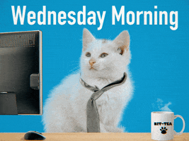Video gif. A sleepy white kitten in a gray necktie contentedly sways back and forth behind a computer desk with his eyes closed and his mouth drawn up in a smile. Steam rises off a cup of tea in a paw-print mug that reads "Kit-tea."