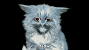 cat disturbing GIF by South Park 