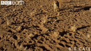 big cats cat GIF by BBC Earth