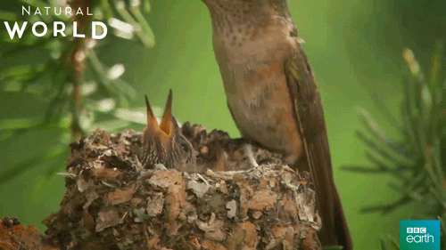 natural world baby GIF by BBC Earth