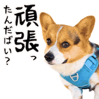 Corgi Milo Sticker