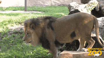 Snack Lions GIF by Brookfield Zoo