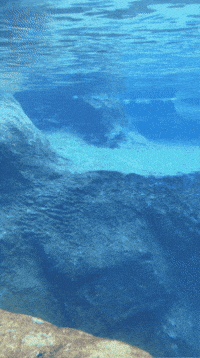 Seal Dodge GIF by Valley Zoo Development Society