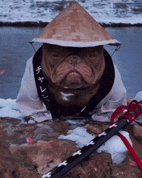 Dog Japan GIF
