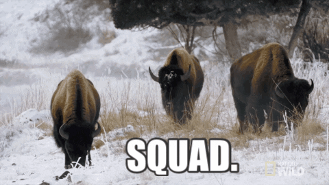 Squad Yellowstone GIF by Nat Geo Wild