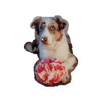 Pawcord Sticker by Pawcordbyfranzi