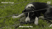 Mans Best Friend Dogs GIF by ABC TV + IVIEW