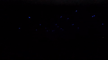 dance party GIF
