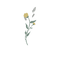 rachrisa coffee flower flowers tea Sticker