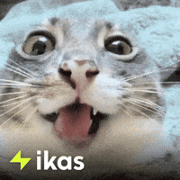 Happy Cat GIF by ikas