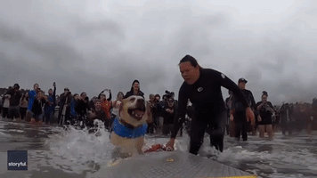 World Dog Surfing Championship