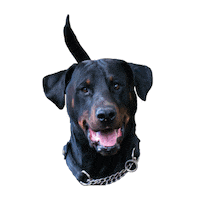 DiegosJoint diego happy dog tail wag diegos Sticker