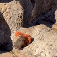 Dog Monkey GIF