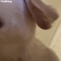 Leo the Golden Puppy Plays with Phone