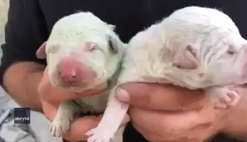'Pistachio' Puppy Born With Rare Green Fur in Sardinia