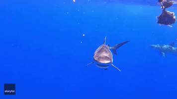 Diver Swims Among Tiger Sharks