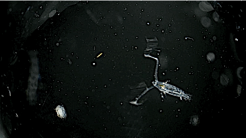 Sea Crab GIF by PBS Digital Studios