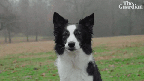Dog Show GIF by guardian