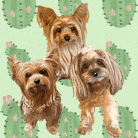 Cute Dog Yorkie GIF