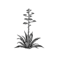 Flower Bloom Sticker by Desnuda Tequila