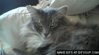 evil cat GIF