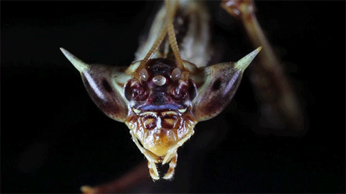 religion insects GIF by Digg