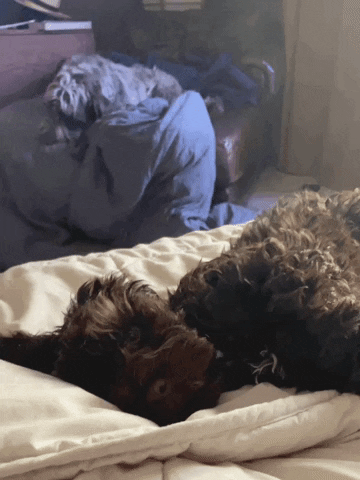 baweiland23gmailcom puppy yawn gus puppyyawn GIF