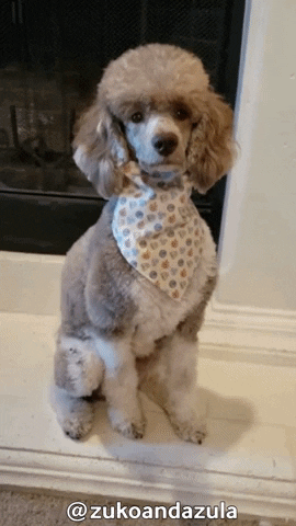 Avatar The Last Airbender Poodle GIF by Geekster Pets