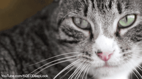 Cat Tongue GIF by PBS Digital Studios
