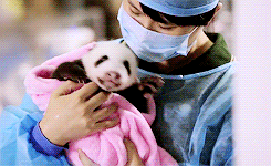holding panda bear GIF