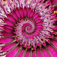 konczakowski nature flower natural strange GIF