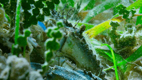 GIF by Our Planet