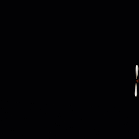 Cadejo giphyupload GIF