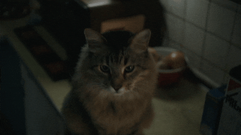 Cat GIF by Sony Pictures