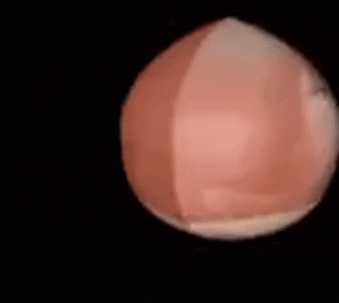 enthonyxishnik giphyupload GIF