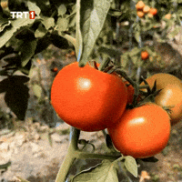 Friends Eat GIF by TRT