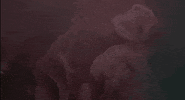 sun rose GIF