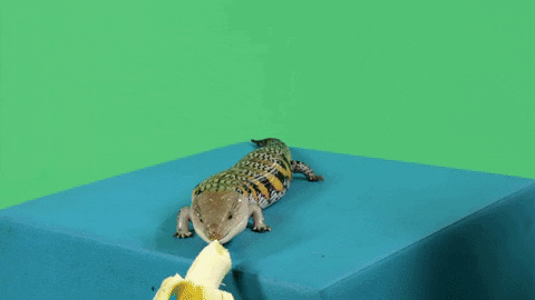 kingping giphyupload banana lizard ping GIF