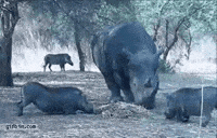 vs rhino GIF