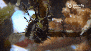 sea dragon eyes GIF by Monterey Bay Aquarium