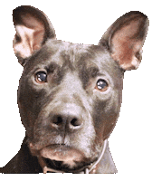 Zodiak Can Learn Sticker by Bastian the Talking Terrier
