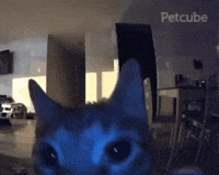 Cat Camera Flash GIF